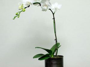 Phaleonopsis Orchid