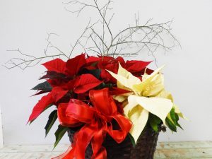 Festive Poinsettia