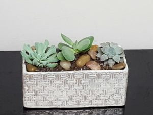 Succulent Box