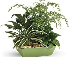 Forever Green Plant Garden