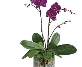 Glorious Gratitude Orchid