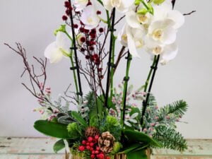 Holiday Orchids